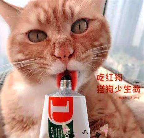 猫吃化毛膏后呕吐正常吗
