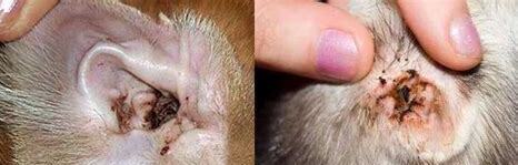 猫不停的晃头腿失去平衡 猫不停的晃头腿失去平衡