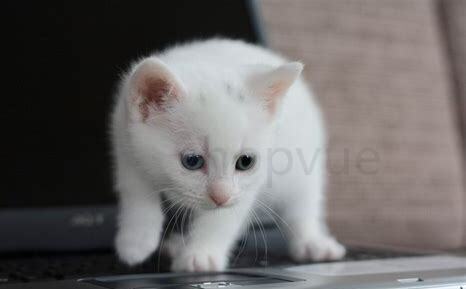 灰白猫是什么品种的猫 灰白猫是什么品种的猫