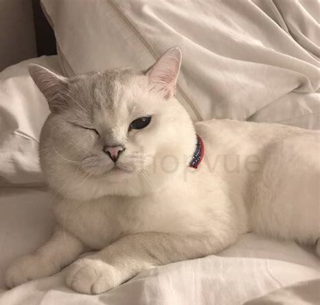 英短寿命