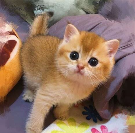 金渐层性格