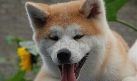 格力犬吃什么怎么养