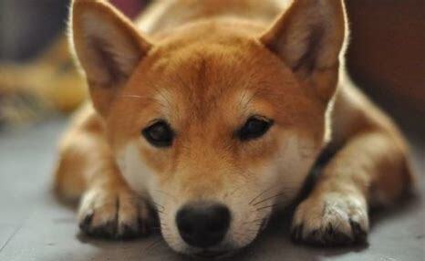 边牧是中型犬还是大型犬