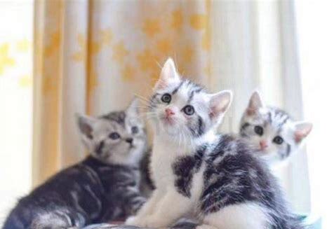 两个月的猫相当于人几岁
