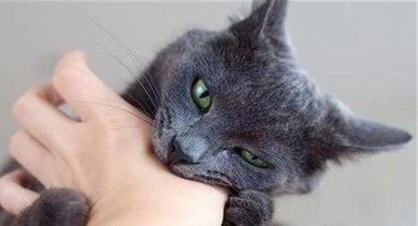 小野猫可以带回家养吗