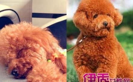 刚买来的泰迪怎么养