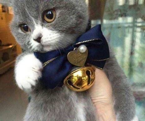 汤姆猫原型