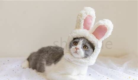 狸花猫为什么不喜欢被抱