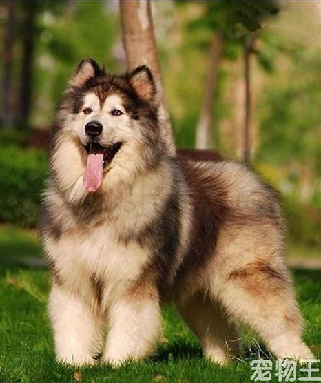 阿拉斯加大犬怎么养 阿拉斯加大犬怎么养