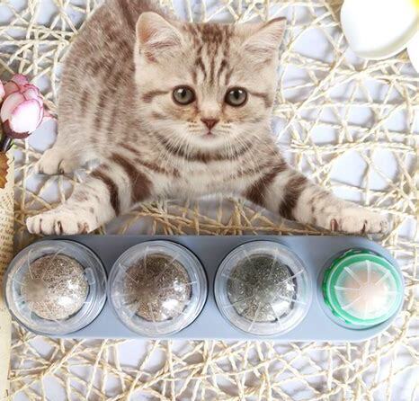 木天蓼可以一直让猫玩吗 木天蓼可以一直让猫玩吗
