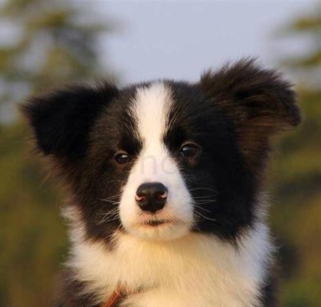 苏格兰牧羊犬幼犬怎么养