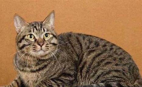 狸花猫性格 狸花猫性格