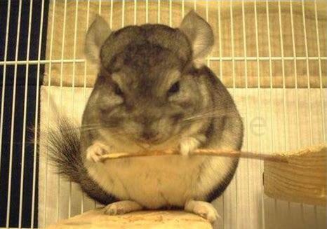 刚出生的小龙猫怎么养 刚出生的小龙猫怎么养