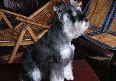 2岁贵宾犬怎么养
