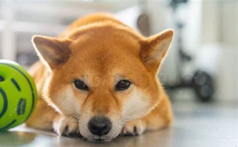 柴犬是日本的土狗吗