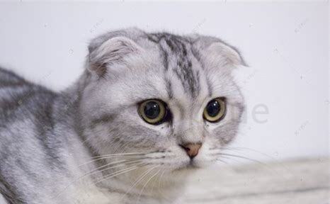 十几天的小猫怎么养 十几天的小猫怎么养