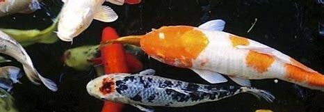 水族箱锦鲤鱼怎么养