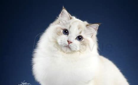 布偶猫寿命一般多少年 布偶猫寿命一般多少年