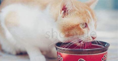 猫喝自来水行吗