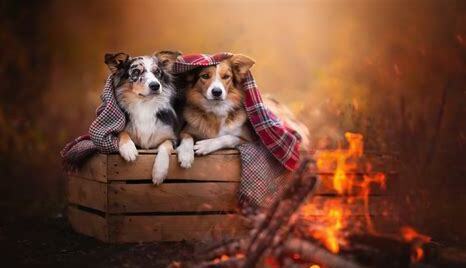 上班族怎么养柴犬
