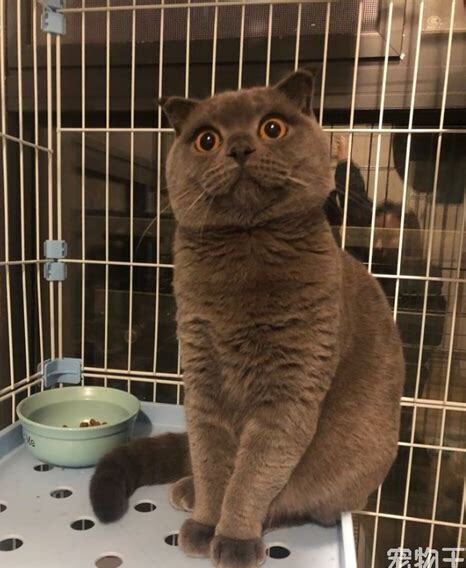 虎斑折耳猫怎么养 虎斑折耳猫怎么养