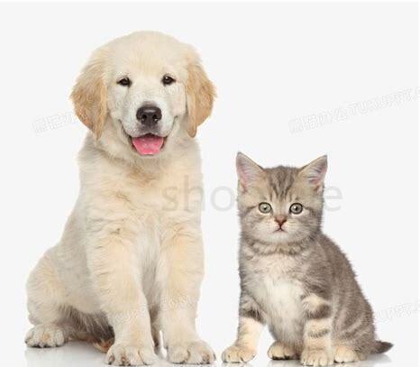 一岁的猫咪怎么养