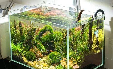 水族箱养鱼怎么养水