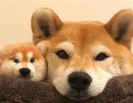 养宠物掉毛怎么办