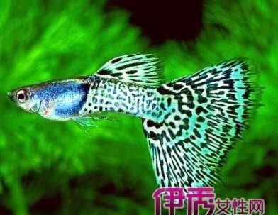 孔雀鱼生小鱼后怎么养