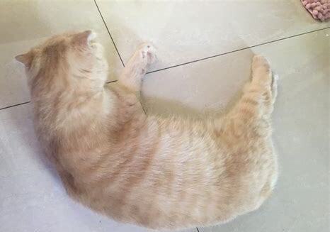 折耳猫发病症状