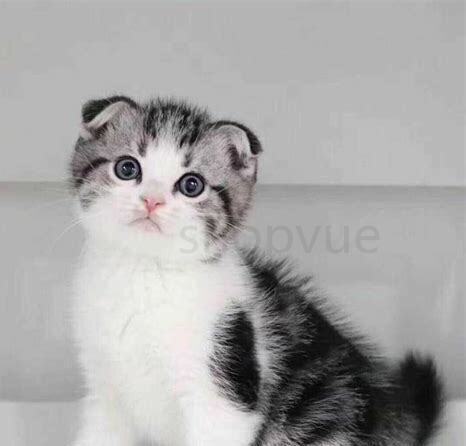折耳猫过了几岁不发病