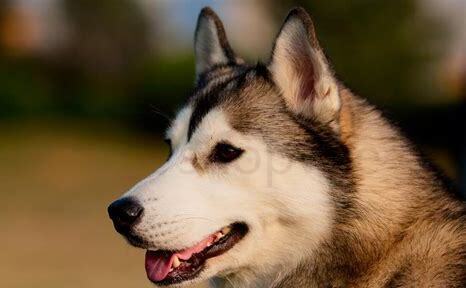 中国犬种 中国犬种