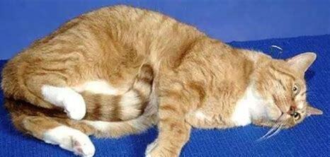 掐猫脖子会记恨主人吗