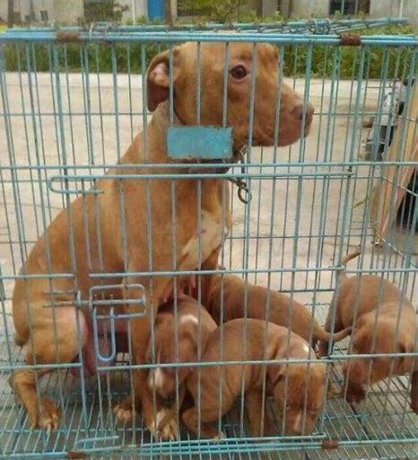 怎么养好一条比特犬
