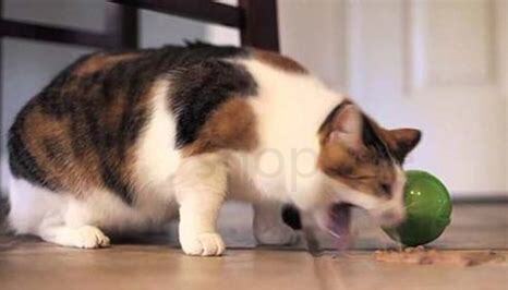 猫咪吐水怎么回事