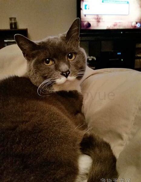 流浪猫养多久才认主人