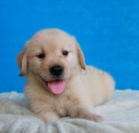 上班族怎么养金毛幼犬