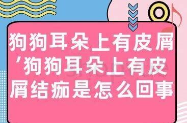 猫咪耳朵边缘有皮屑结痂