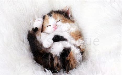 猫睡觉缩成一团怎么回事