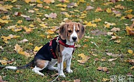 上班族怎么养比熊幼犬