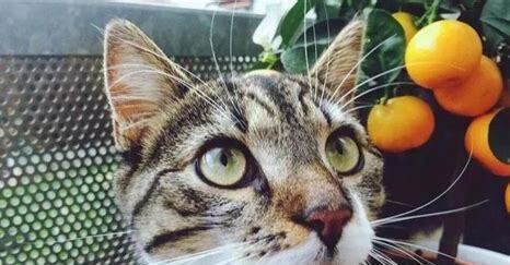 猫咪能吃什么人的食物