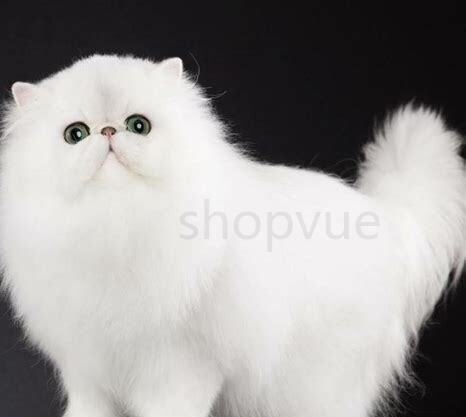 波斯猫的尾巴像什么 波斯猫的尾巴像什么