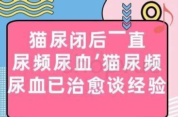 猫咪尿血尿频但尿不多怎么办
