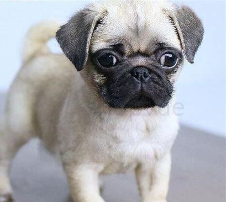 养八哥犬怎么样