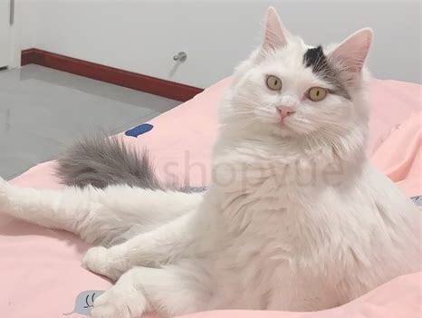 五个月的猫怎么养 五个月的猫怎么养