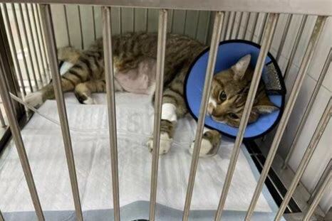 猫咪呼噜声代表什么 猫咪呼噜声代表什么