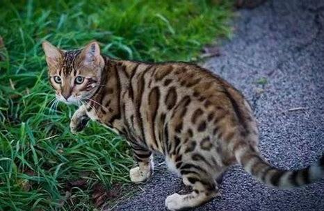 野猫和家猫的区别