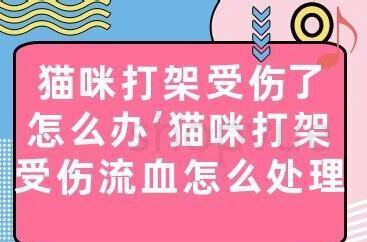 猫咪多久发一次情 猫咪多久发一次情