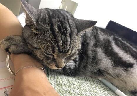 一年以上的大狗还养的熟吗