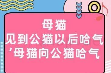 母猫对公猫哈气多久才好 母猫对公猫哈气多久才好